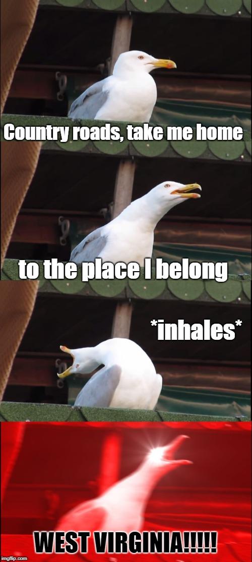 Inhaling Seagull meme example 1