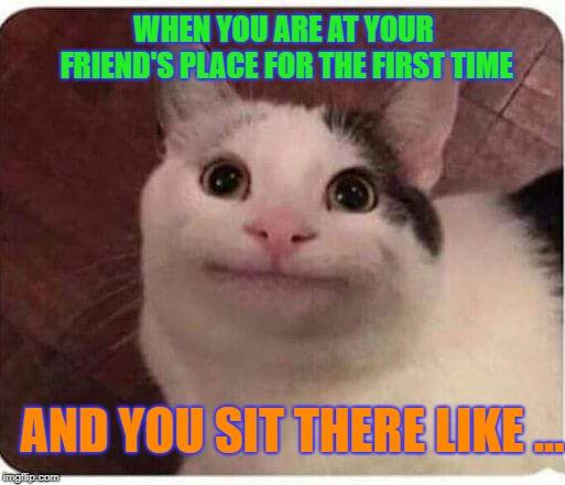 Polite Cat meme example 1