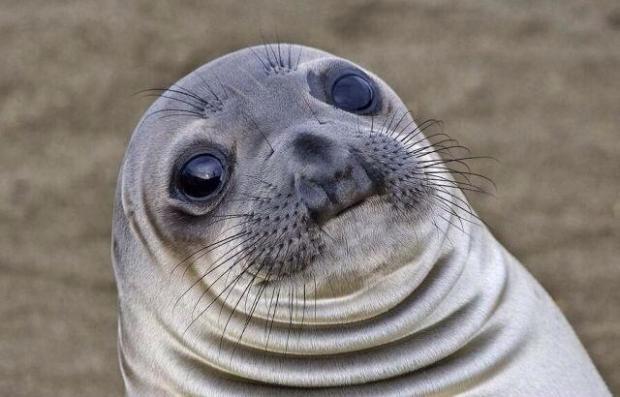 Awkward Moment Seal