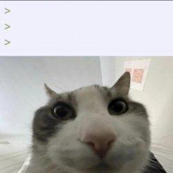 Cat Looks Inside