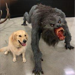 Dog Vs Werewolf