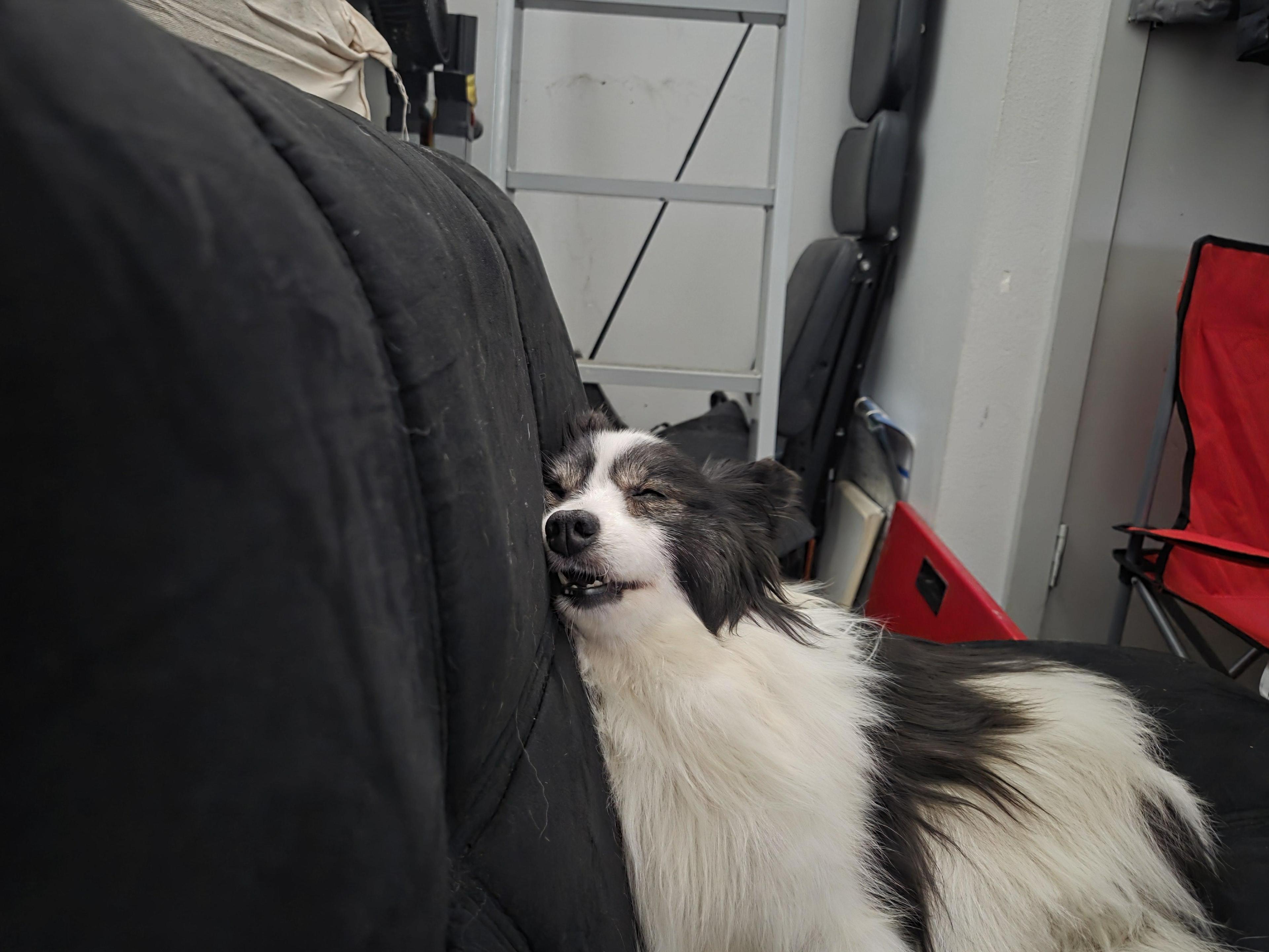 Exhausted and confused dog