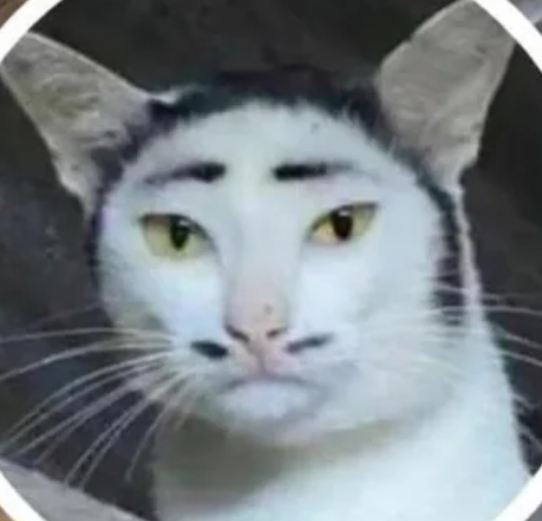 New Dapper cat blank