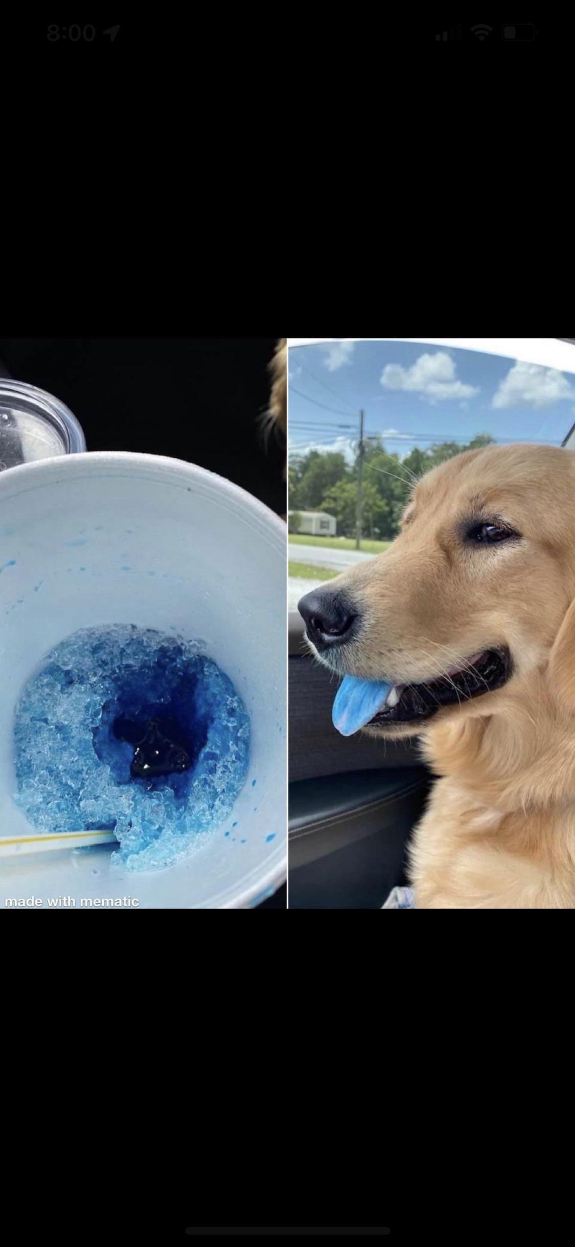 Obviously Guilty Dog Ate Slushy