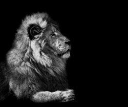 The Lion