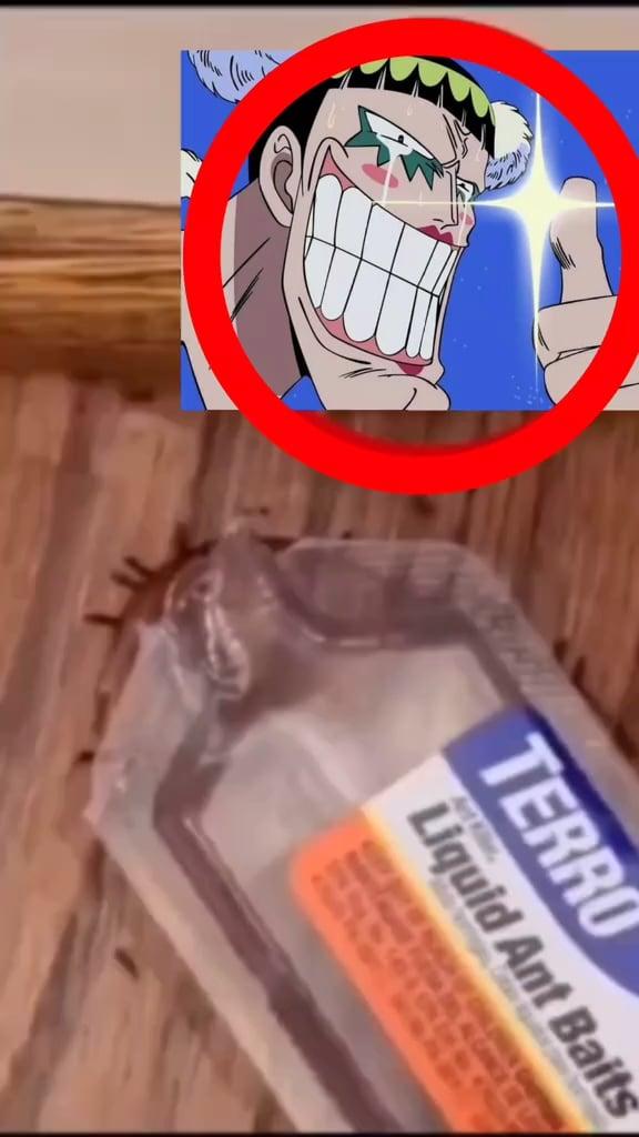 Yes, drink, drink my little insect friends!