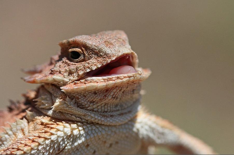 Laughing Lizard