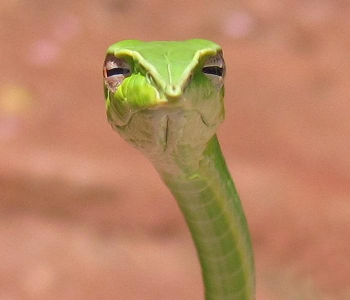 Skeptical Snake