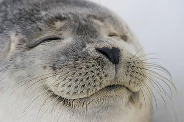 Wholesome Seal